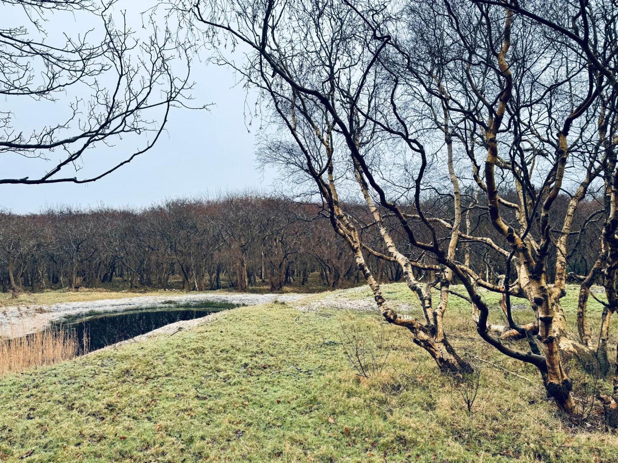 Beach & Forest Retreat -Domburg- โอชต์คาเปลเล ภายนอก รูปภาพ