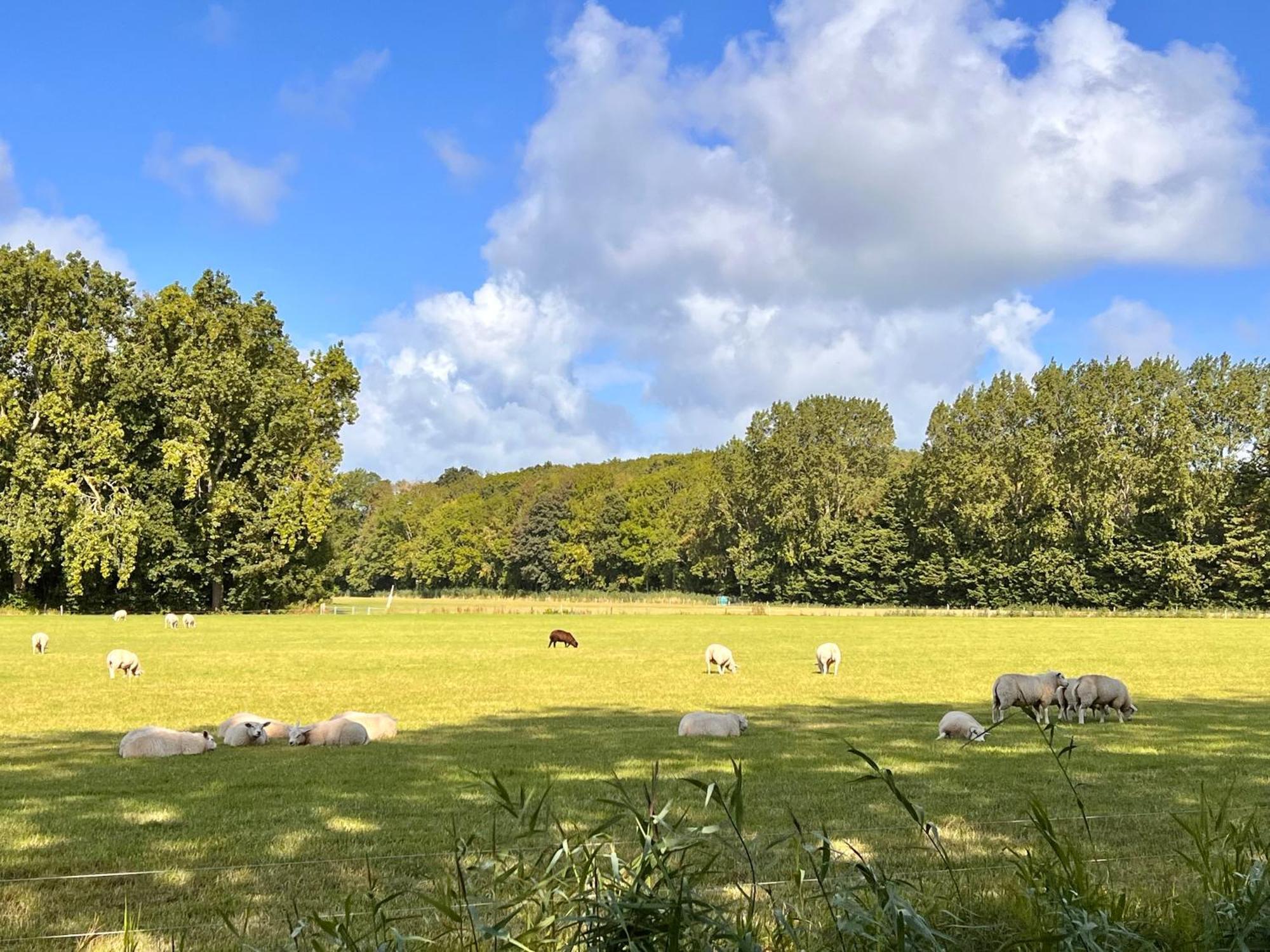Beach & Forest Retreat -Domburg- โอชต์คาเปลเล ภายนอก รูปภาพ